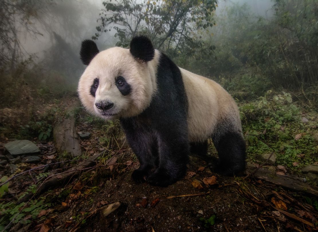 Hua Yan (Pretty Girl), a 2-year-old female panda bear, is one of the world's most endangered animals.