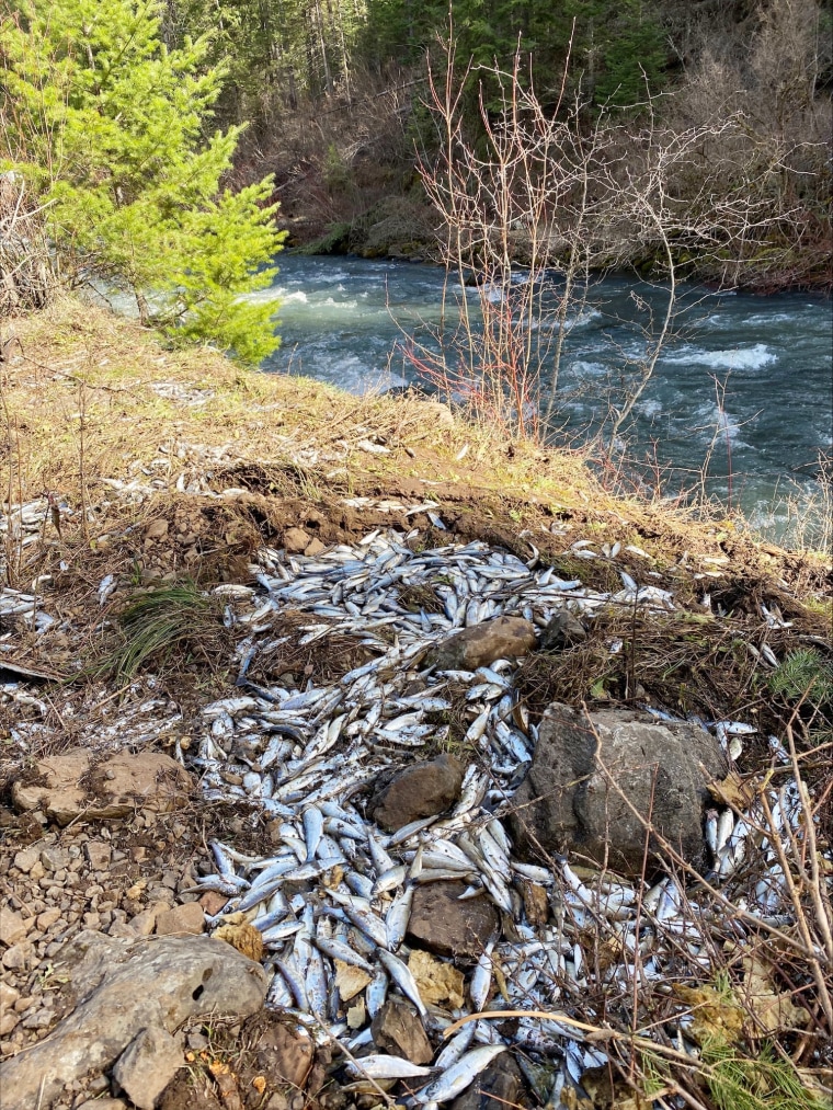 Chinook smolts.